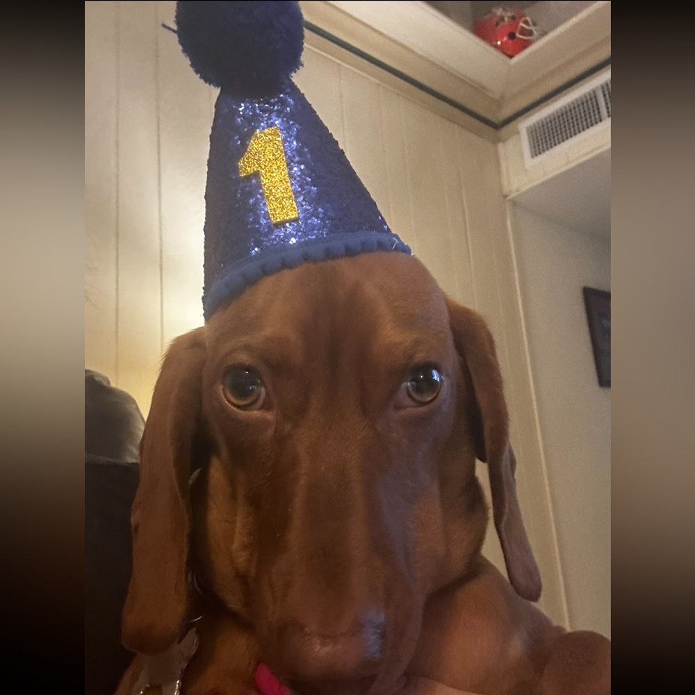 Meet your Posher! Hello I’m RalphieLou (my dogs names combined.)